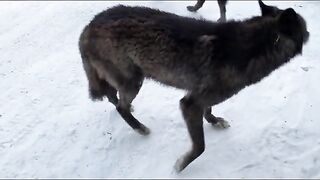 ВОЛК И ЧЕЛОВЕК