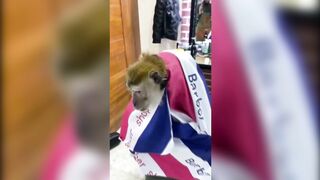Когда попросил парикмахера немного подровнять, а он сильно укоротил.
