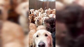 Funny Animals - Best Of The 2022 Funniest Animal Videos - TRY NOT TO LAUGH!