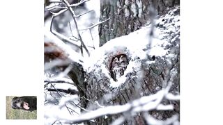 Эта прелесть-- мастер маскировки.