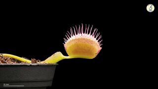 Венерина мухоловка. Невидимый мир в SUPER ZOOM.