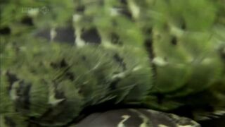 Какапо – единственный в мире нелетающий попугай.