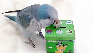 попугай красавчик