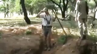 Дикий кабан  Wild boar