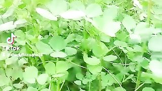 Planting/ghar ki methi PART 1