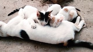 Mother Cat Reaction | mother cat protecting their baby kittens | cute cat feeding