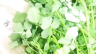 Planting /ghr ki methi PART 2