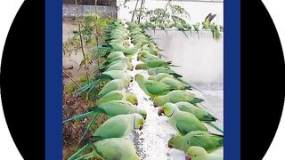 beautifull videos parrots aapke mobile screen per