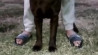 Pedigree chocolate Labrador male Confirm stud Location Lahore