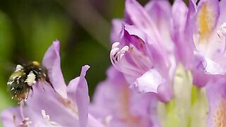 Flowers beauty