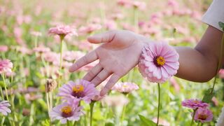 Fresh flowers