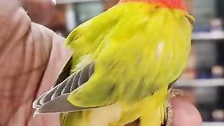 Love Birds