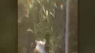 Real Ghost Videos