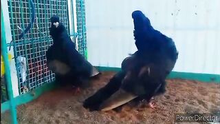 Fancy Owl pigeons pair