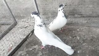 35 wala Breeder Pair