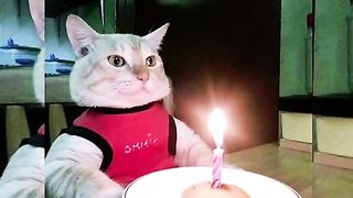 Funny cat