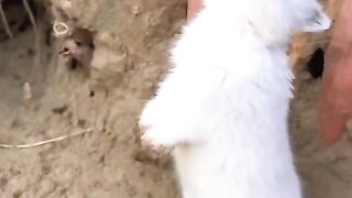 Very nice rabbit baby video
