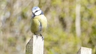 Bird is singing in the morning.