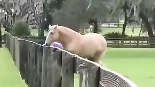 Horse playing.