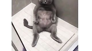 Funny video