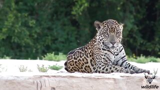Animal World/ natural beauty