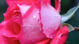 Beautiful Roses