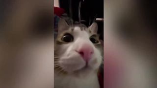 Смешное видео