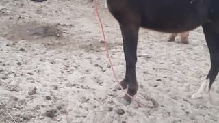 My Horses
