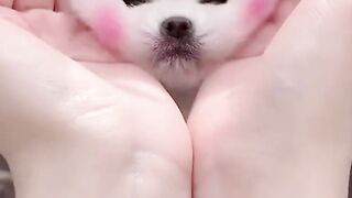 Cute baby dog fun