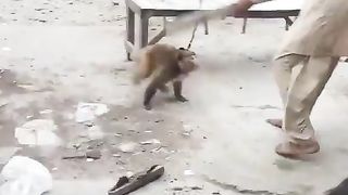 Funny Monkey fight. ????