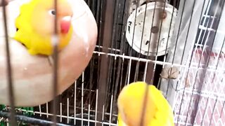 Lutino Parrot.
