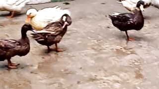 Ducks are happy in rainy season.