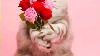 Cute Cats