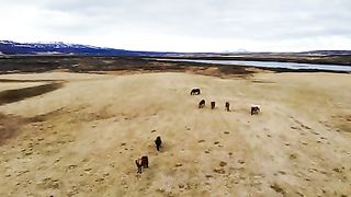 Cattle are busy