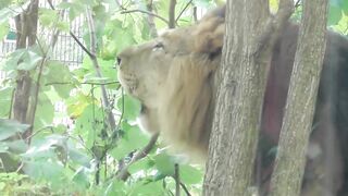 Very angry Lion, roaring and suddenly attacked on the people watching him in the Zoo. Very scary