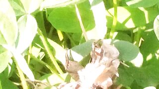 Green#loosan