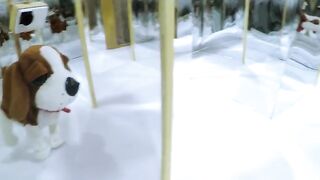 funny cats