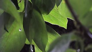Rain in jungle