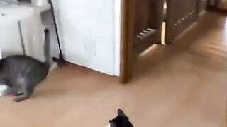 Funny animals - Funny cats / dogs - Funny animal videos / Best videos