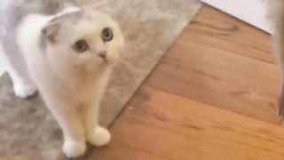Funny video #wait for end#????????