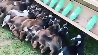 Cute memels