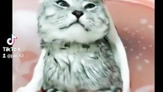 Animals cat funny part #2