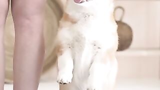 Cute Puppies  Funny Things????????The Best Dog  Loving ????