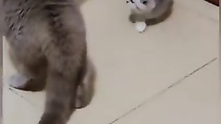 Cute Puppies  Funny Things????????