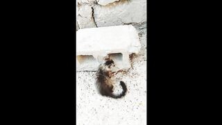 Cute Cats ????  Funny Things????????