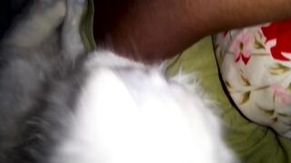 Whito my cat