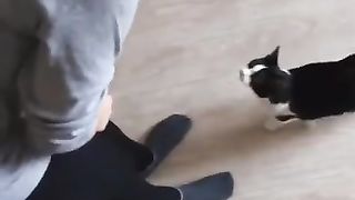funny cais and dogs