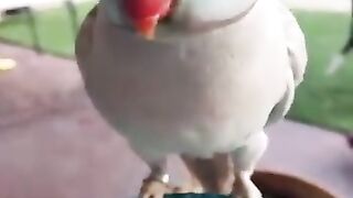 #beautiful parrots#funny videos#febspot#