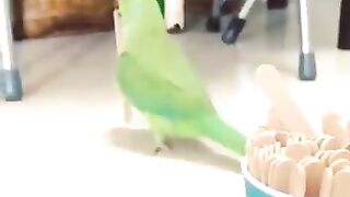 #beautiful parrots #funny videos#febspot#part2
