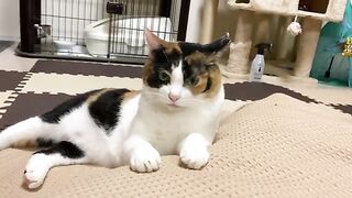 Cat Vedio